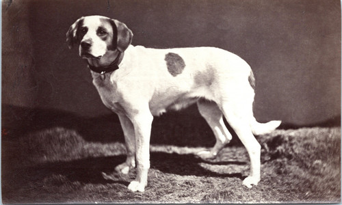 Dog bernard albumen - dog,, bernard,