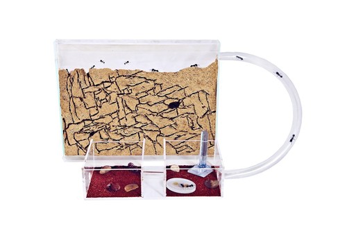 Fourmilière kit medium - medium, en