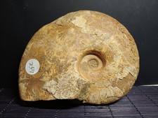 ammonite Aioloceras besairiei