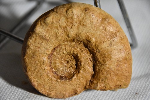 Ammonite euaspidoceras - ammonite,