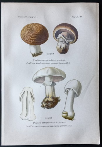 1891 planche couleur - 1891,