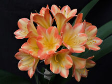 Clivia N° 2 Fancy Girl F1 X