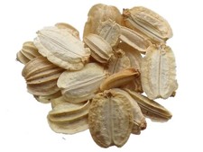 Angelica Officinalis - Angelica Archangelica - SEM05