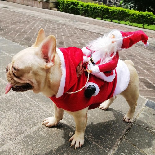 Noël chien pull - tenue, animal