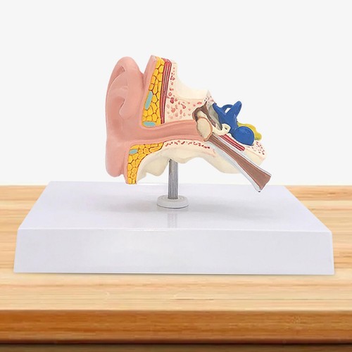 Modèle anatomie de - modèle,