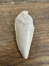 Dent De Requin : Otodus obliquus, Maroc