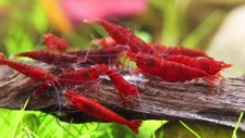 Lot de 10 Crevettes Neocaridina Bloody Marry Aquarium poissons plantes 