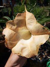 Brugmansia grand marnier