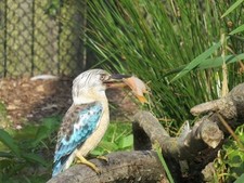 Set de table photo A3