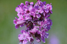 20 Graines De Giroflée, Viscaria Vulgaris #748