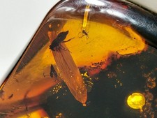 GROS Insecte Ambre. Inclusion