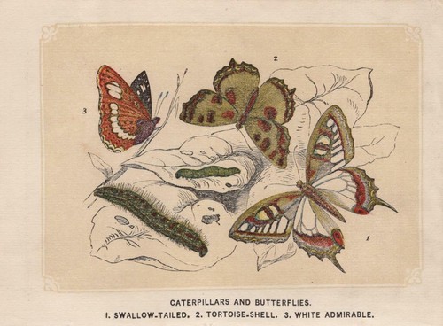 Raupes papillons amiral grand - papillons,