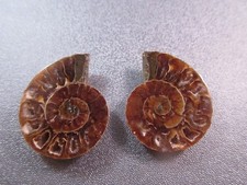Pair of Madagascar Ammonite