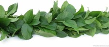 Salal Garland / Wholesale / Grower Direct