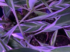 Musa florida « Variegata »