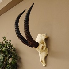 Trophée De Crâne D'Antilope