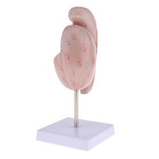 Taille réelle rein humain