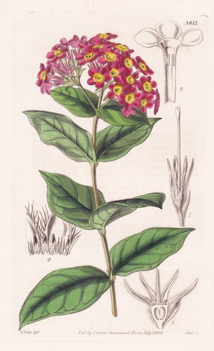 Rondeletia odorata cuba - rondeletia,