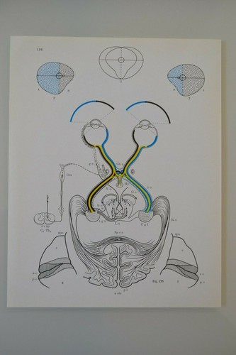 Planche anatomie humaine - d'anatomie,