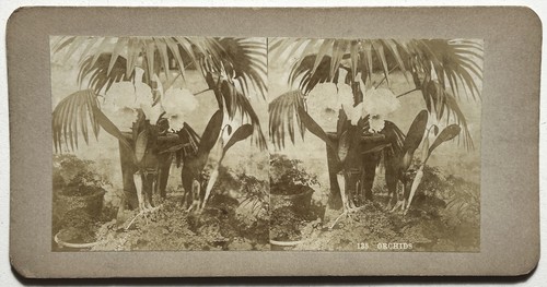 Orchidées jardin fleurs - jardin,