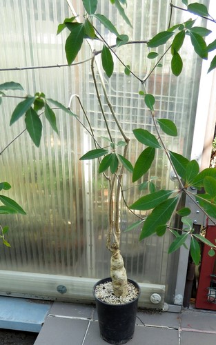Euphorbia mahabokensis