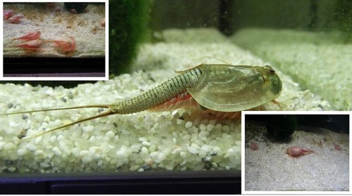 Triops longicaudatus - triops, et