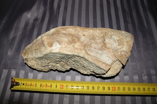 Fossile huitre 1730 gr - huitre,