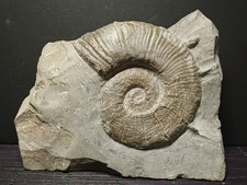 Ammonite Crioceratites duvali