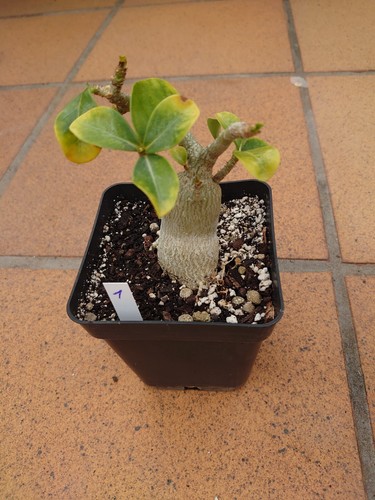 Adenium obesum - adenium,