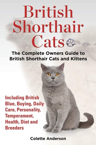 British shorthair cats - british,