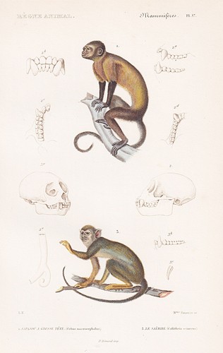 Capucin dessins singe affen - singe,