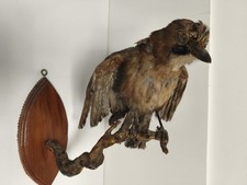 Taxidermie ancienne geai des