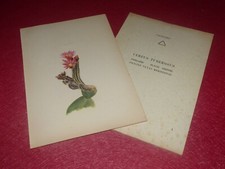 BOTANICAL ROCK PLANTS & CACTUS