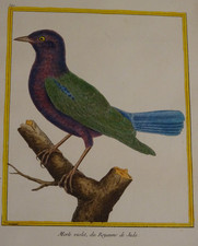 Merle violet du Royaume de