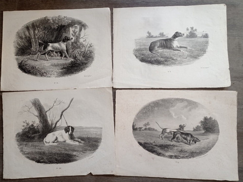 Chiens chasse 4 - chasse,