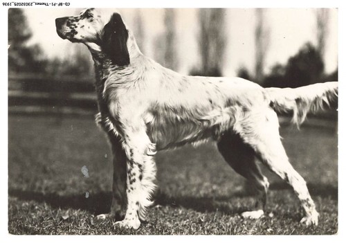 Bfp1 0969 chien setter - cd-bfp1-0969-chien,
