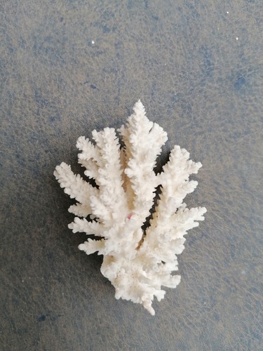 Branche corail blanc 10cm - corail,
