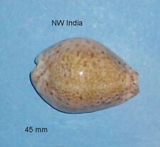 Cypraea   Turdus  Winkworthi    India     4 5 mm