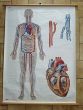 Affiche écorché Allemande