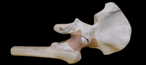 Anatomical anatomy model - anatomical,