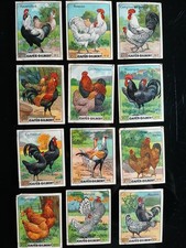 1 CHROMO serie XVII POULES ET