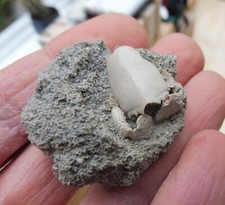 Fossile Crabe (2.1 CM) Ranilia