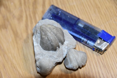 Brachiopode pentamerus - brachiopode,