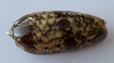 coquillage olividae  MINIACEA