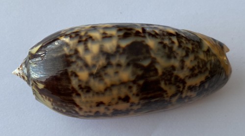 Coquillage olividae miniacea - coquillage,