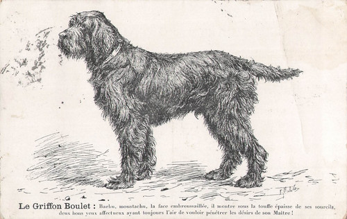 Illustree signee griffon - cp,