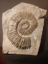 Ammonite Rare Crioceratites Duvali Var Alpensis, Hauterivien, Val D'Aigues (84)