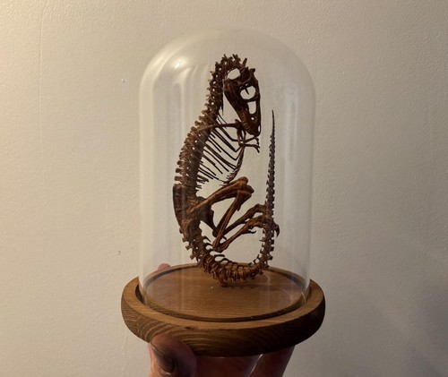 Squelette foetus dinosaure - squelette,