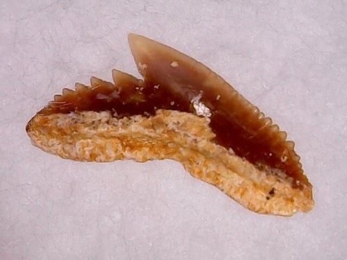Shark tooth dent requin - tooth,