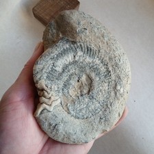 Ammonite, Fossiles France